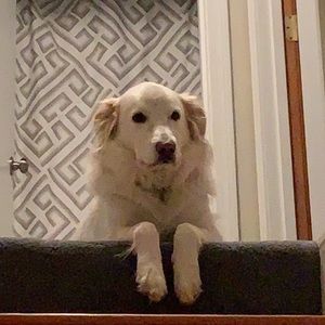 Meet your Posher, Robert